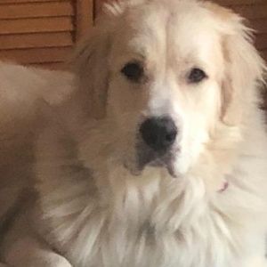 Meet your Posher, Donna